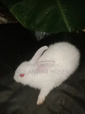 Good Rabbit