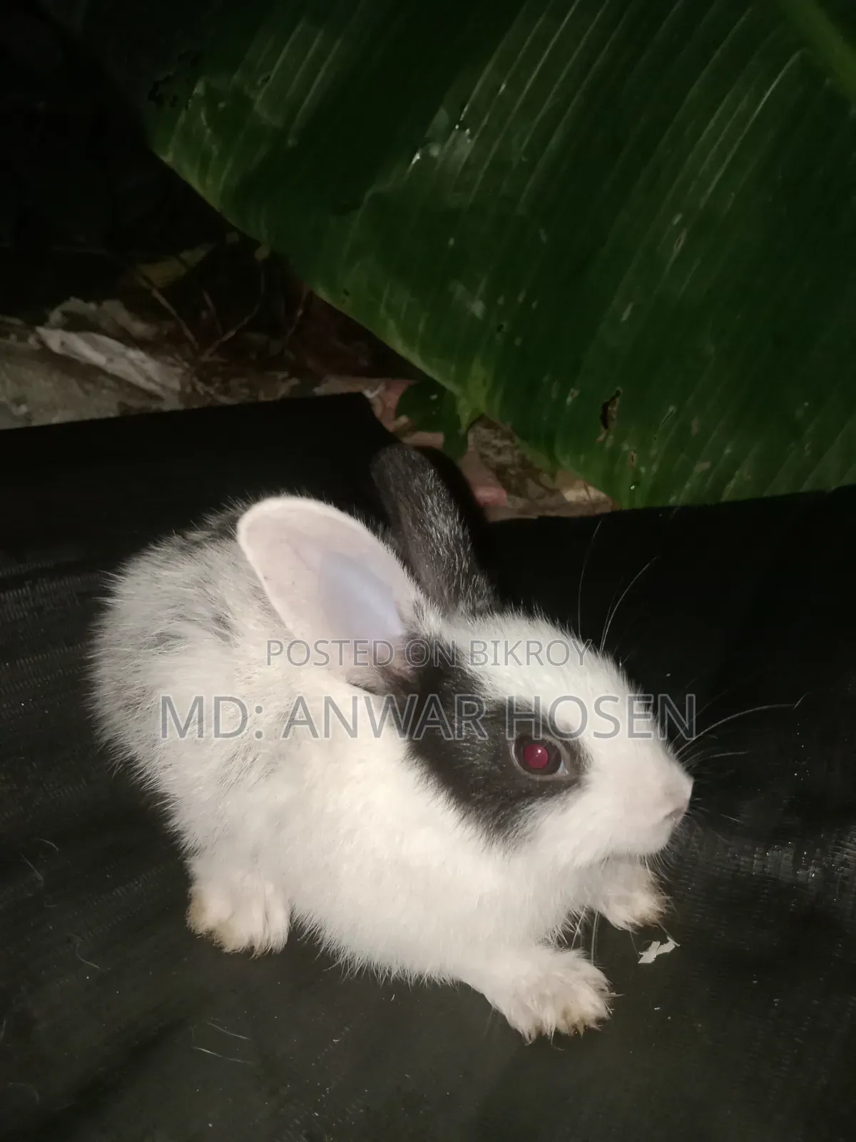 Good Rabbit