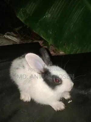 Good Rabbit