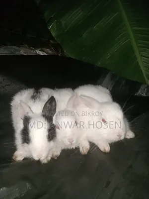 Good Rabbit