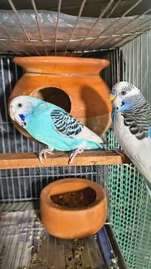 Master Pair (Pieced)