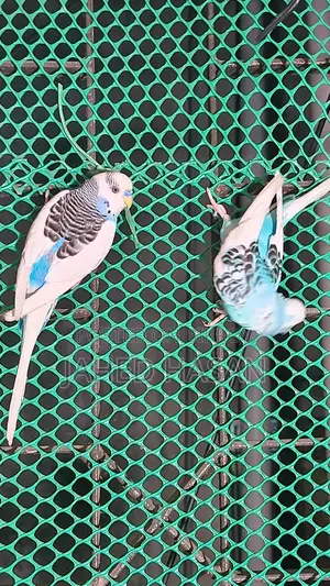 Master Pair (Pieced)