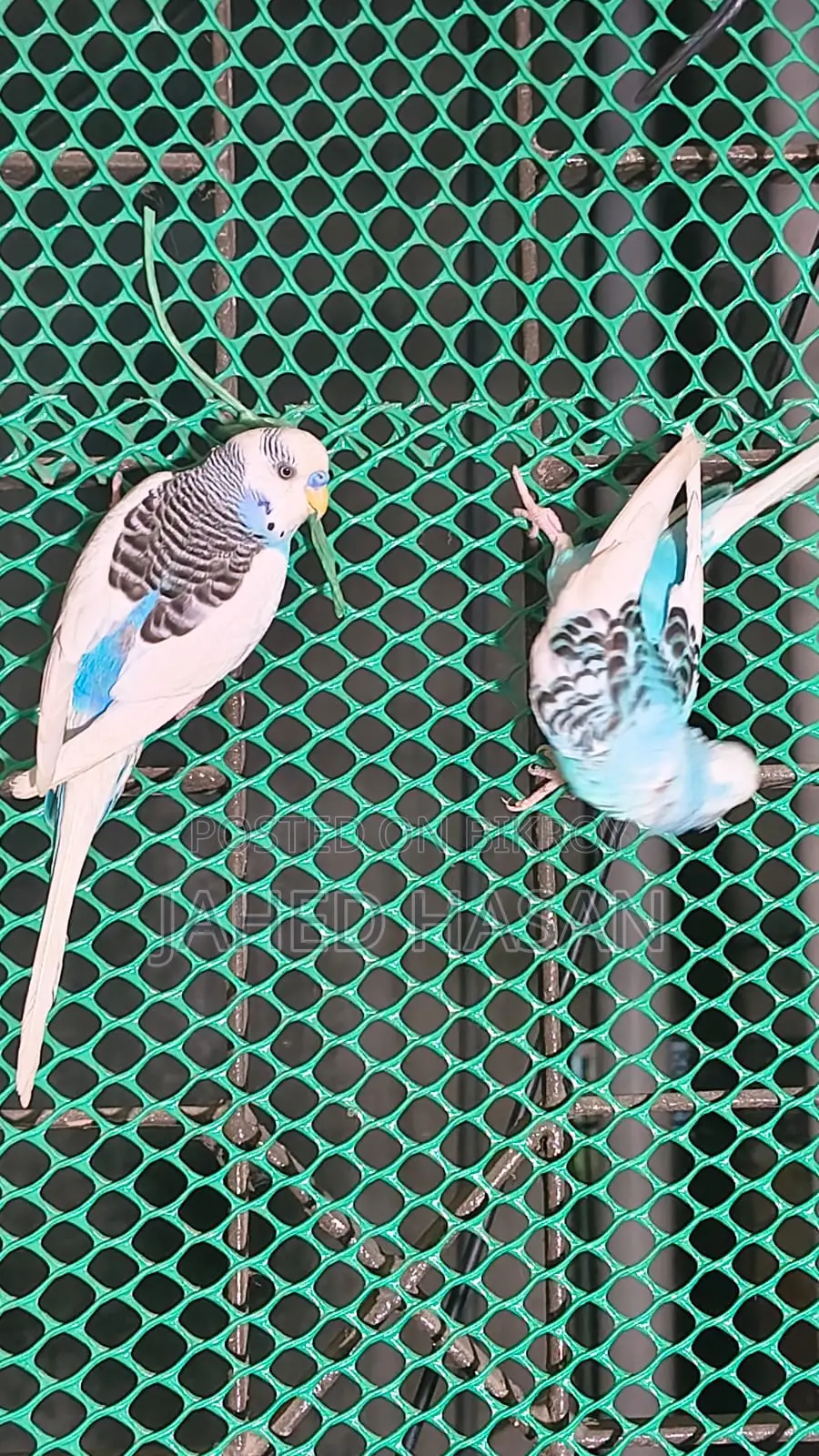 Master Pair (Pieced)
