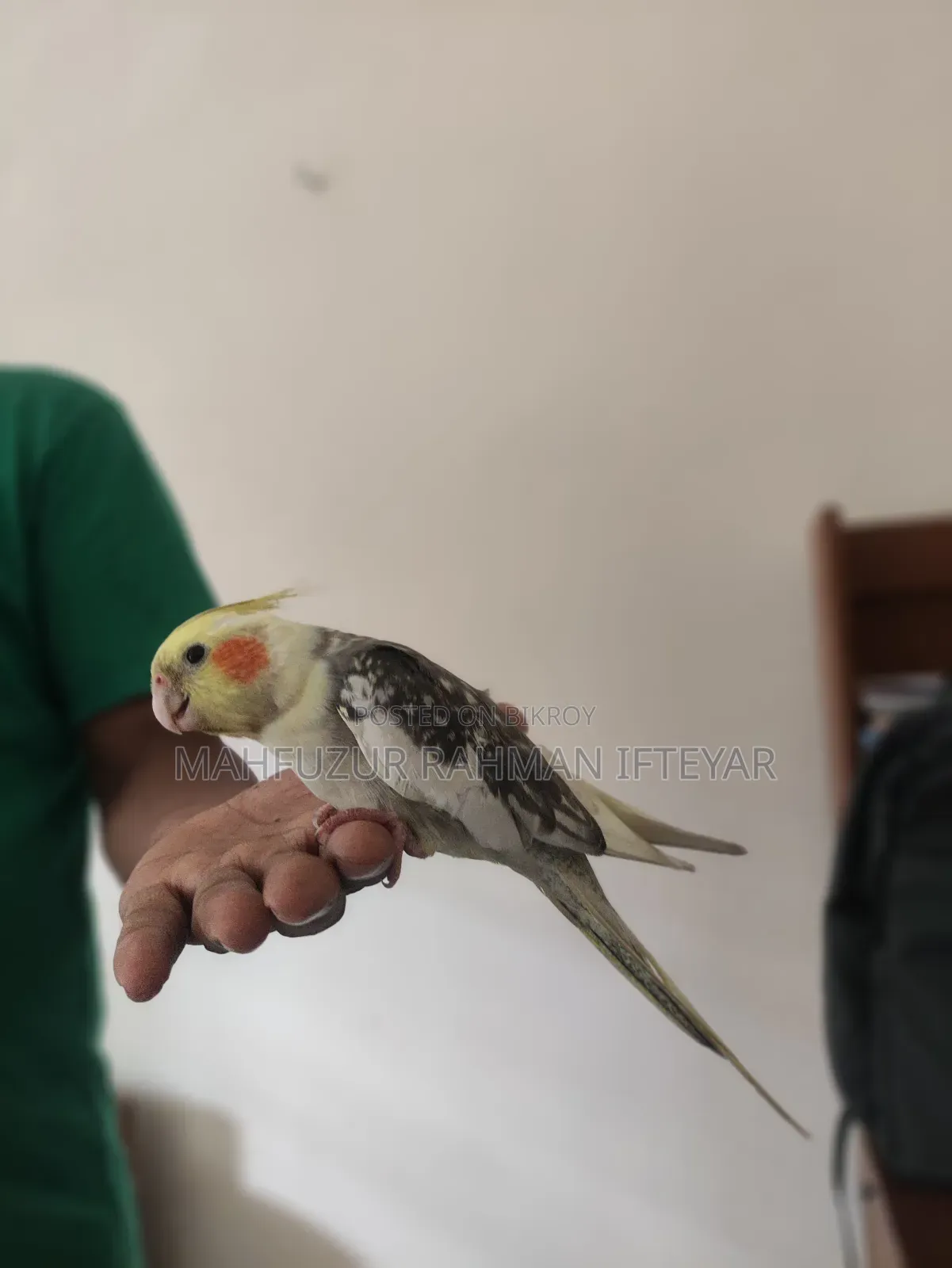 কোকাটেল পাখি (টেম করা)
