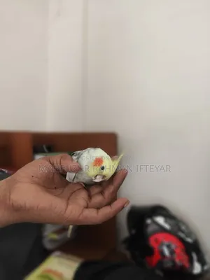 কোকাটেল পাখি (টেম করা)