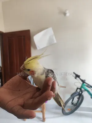 কোকাটেল পাখি (টেম করা)