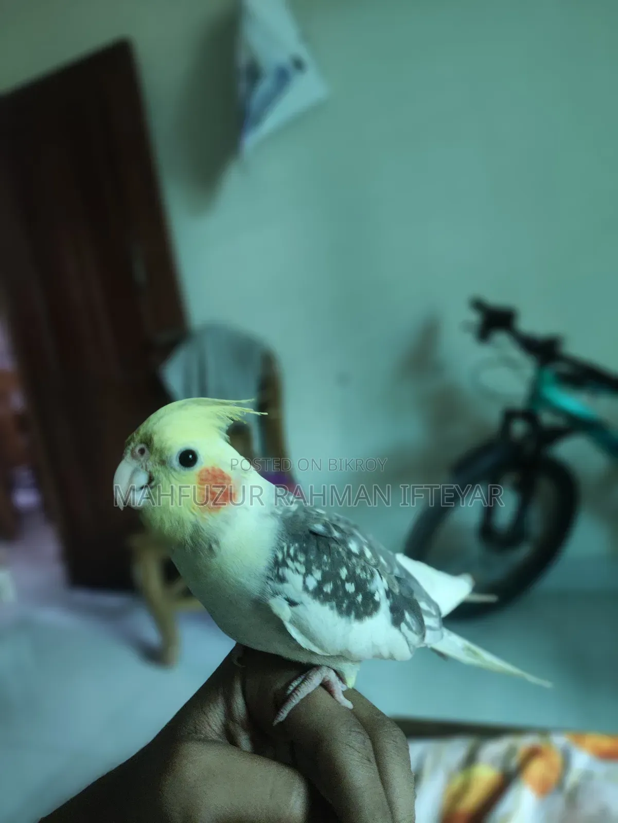 কোকাটেল পাখি (টেম করা)
