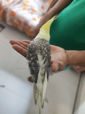 কোকাটেল পাখি (টেম করা)