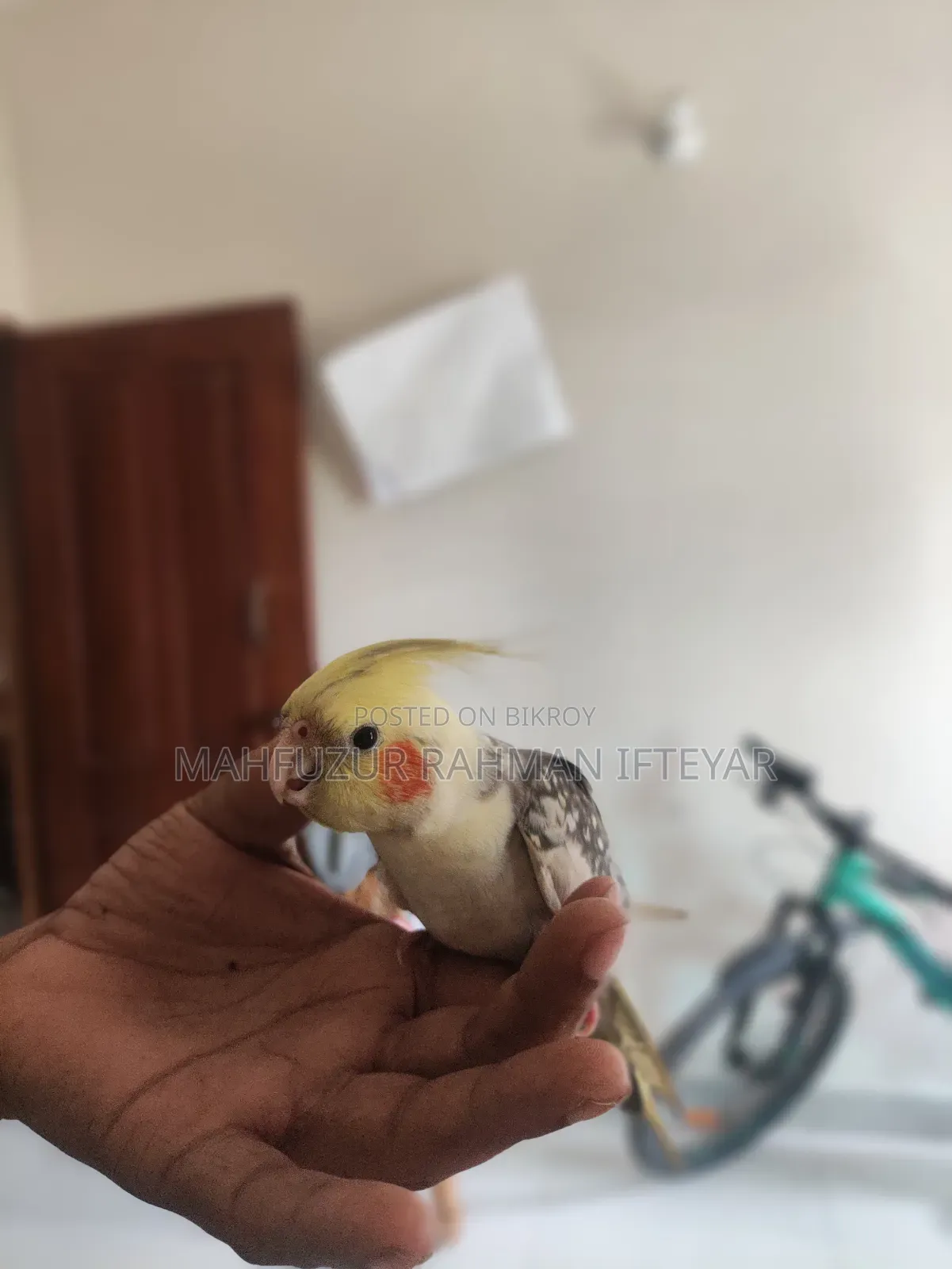 কোকাটেল পাখি (টেম করা)