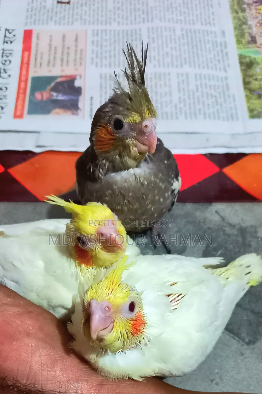 হ্যান্ড ফিড বেবি বিক্রয় ১৩০০ টাকা
