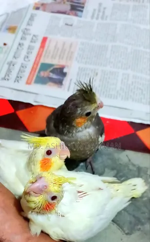হ্যান্ড ফিড বেবি বিক্রয় ১৩০০ টাকা