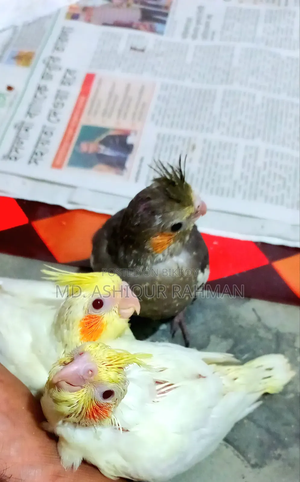 হ্যান্ড ফিড বেবি বিক্রয় ১৩০০ টাকা