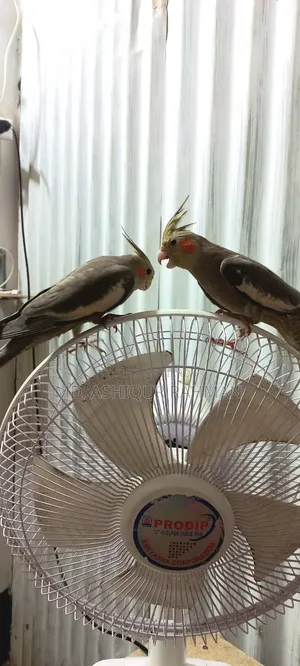 ককাটেল বিক্রি হবে ১৪০০ টাকা।