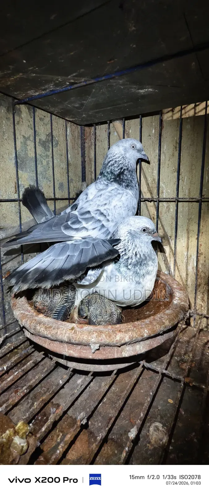 Silver Pigeon