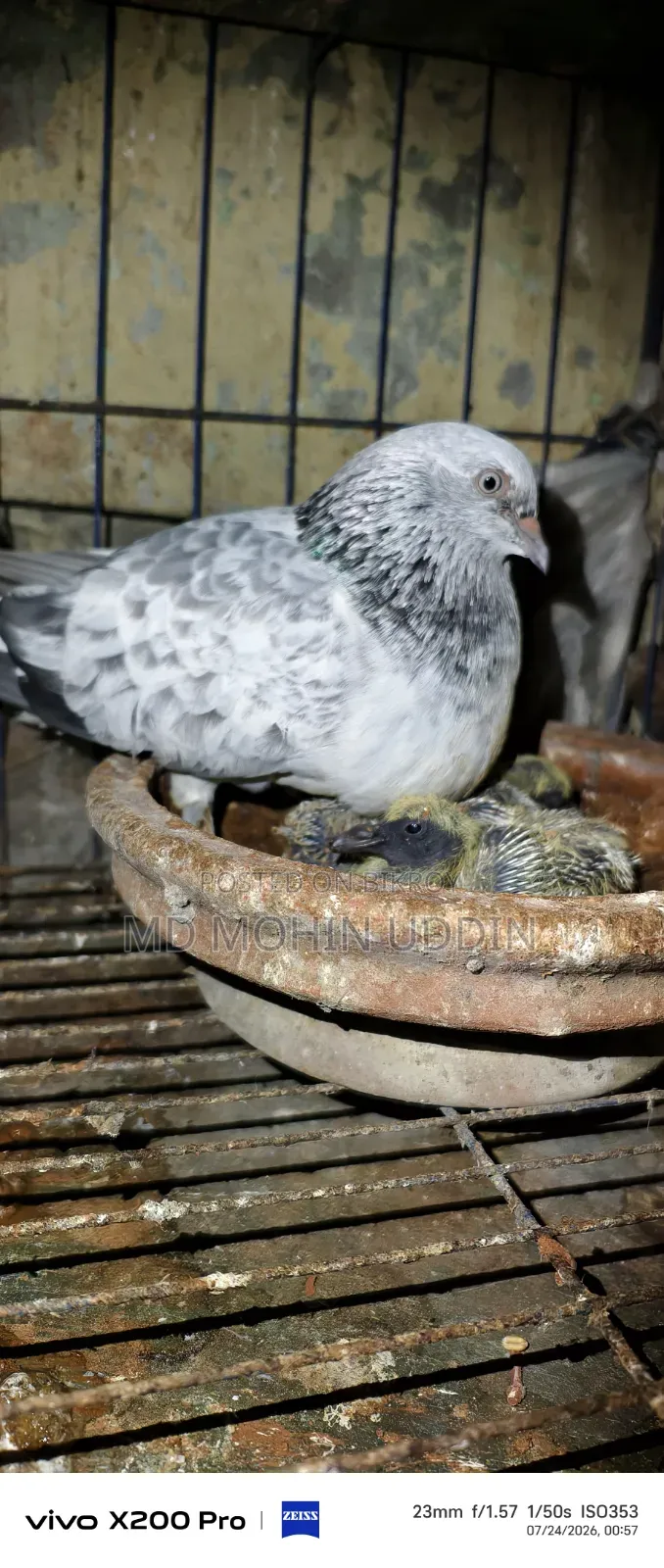 Silver Pigeon