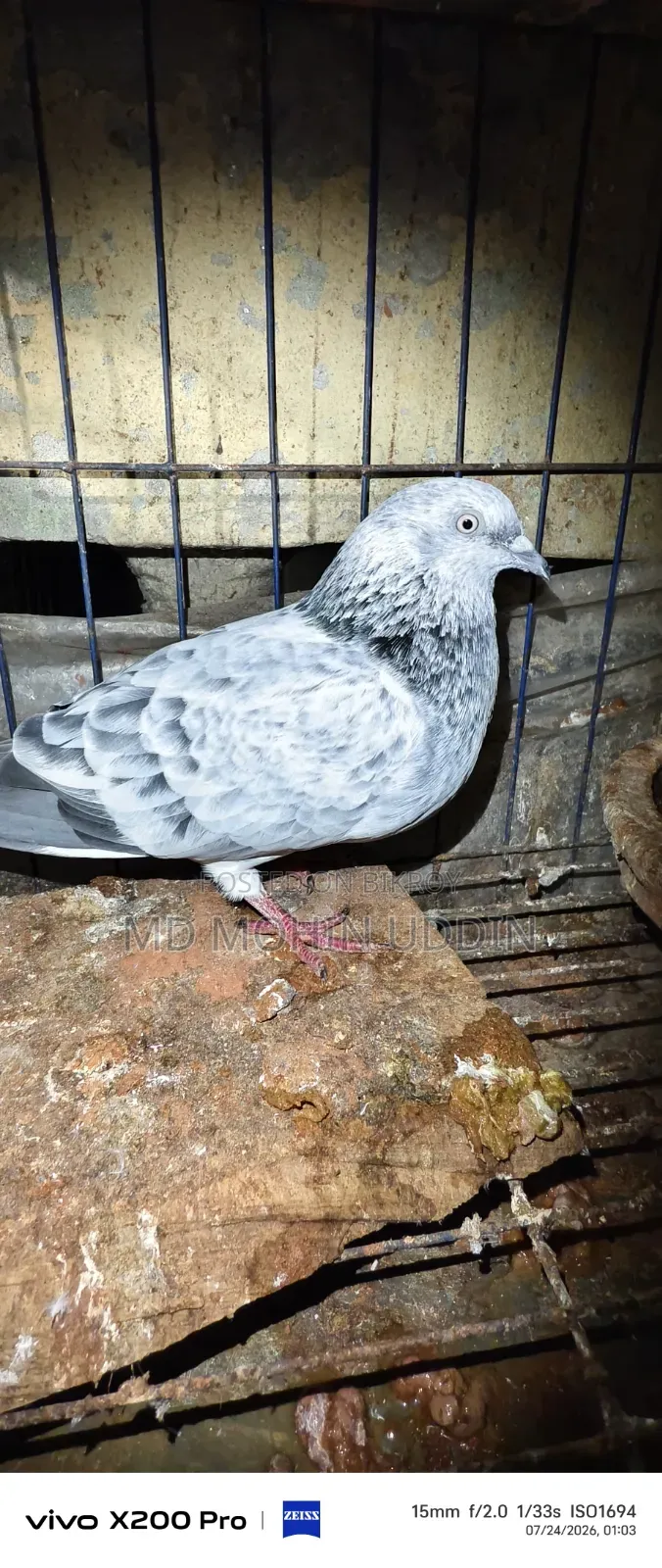 Silver Pigeon