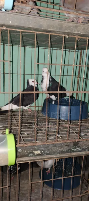 কালা চাঁদ কবুতর