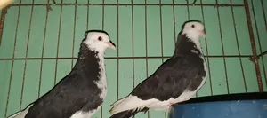 কালা চাঁদ কবুতর