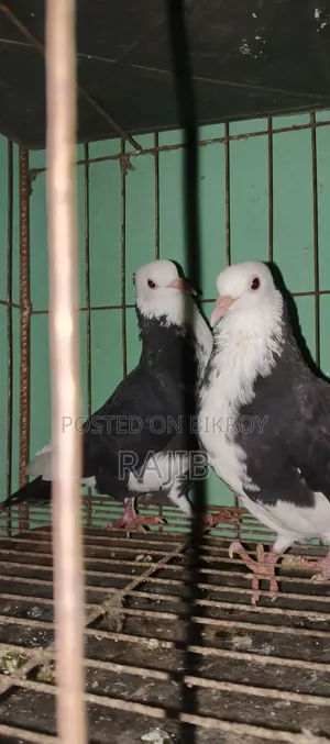 কালা চাঁদ কবুতর