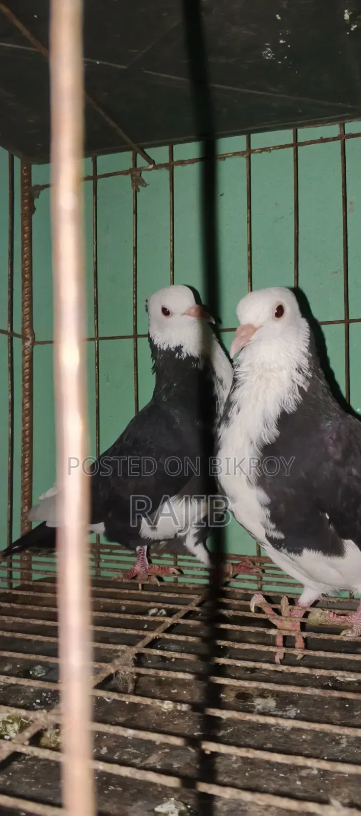 কালা চাঁদ কবুতর