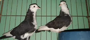 কালা চাঁদ কবুতর