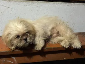 3-6 Months Male Purebred Shih Tzu