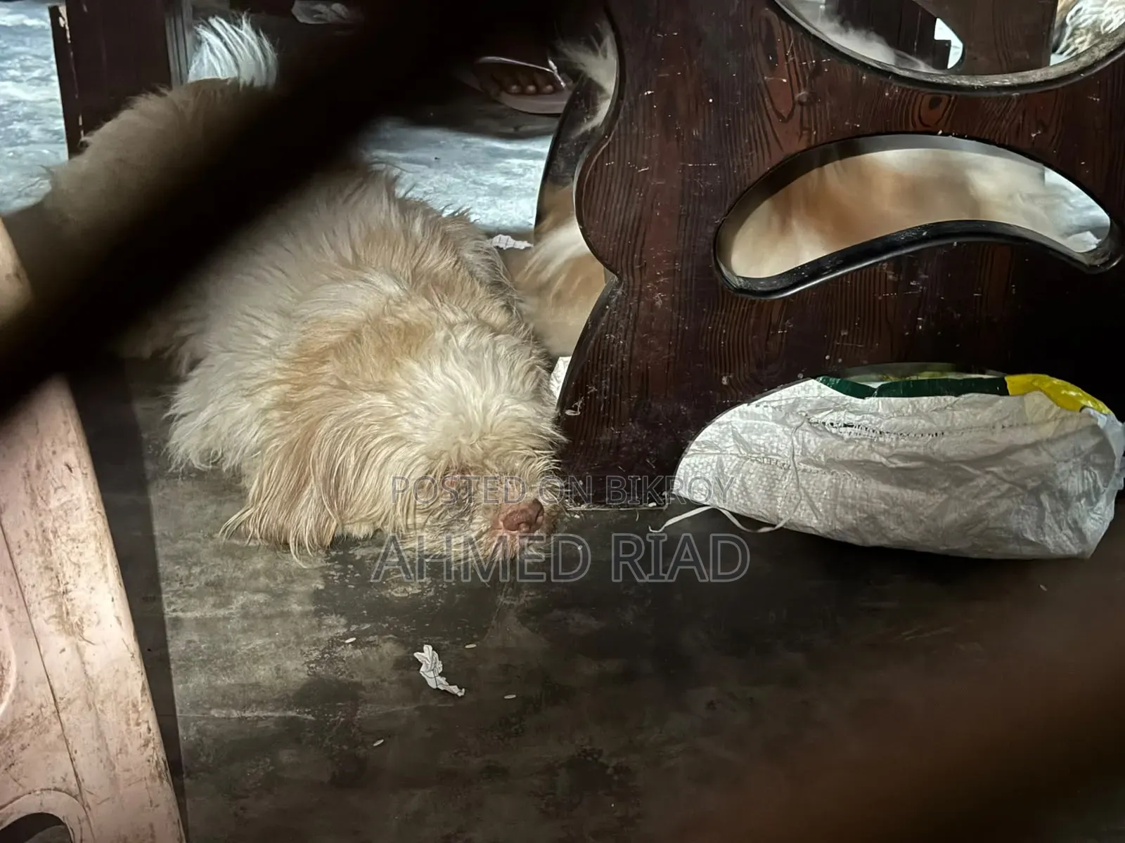 3-6 Months Male Purebred Shih Tzu