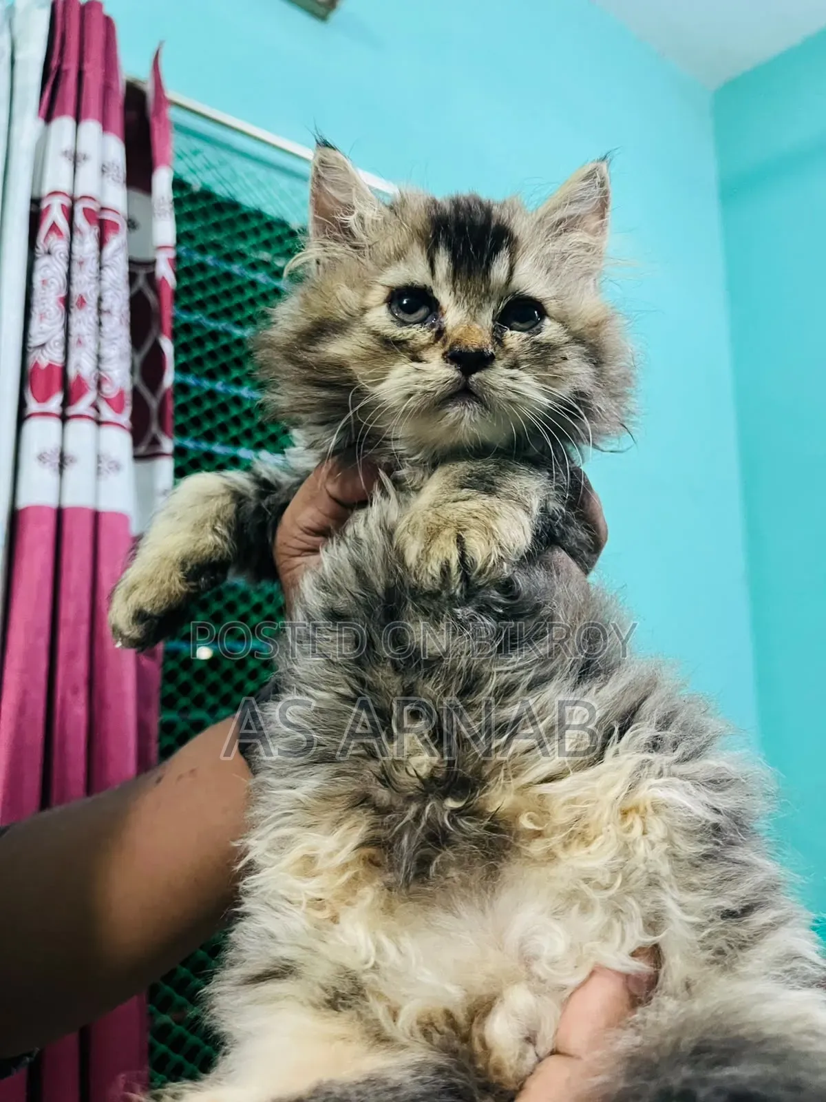 1-3 months Female Purebred Persian