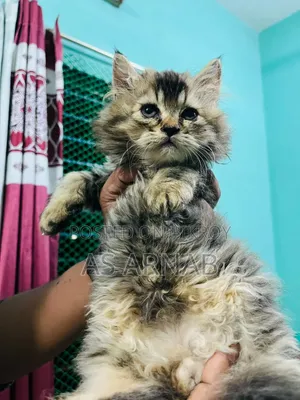 1-3 months Female Purebred Persian