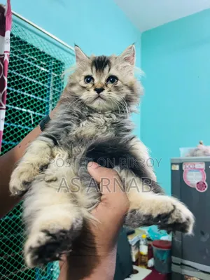 1-3 months Female Purebred Persian
