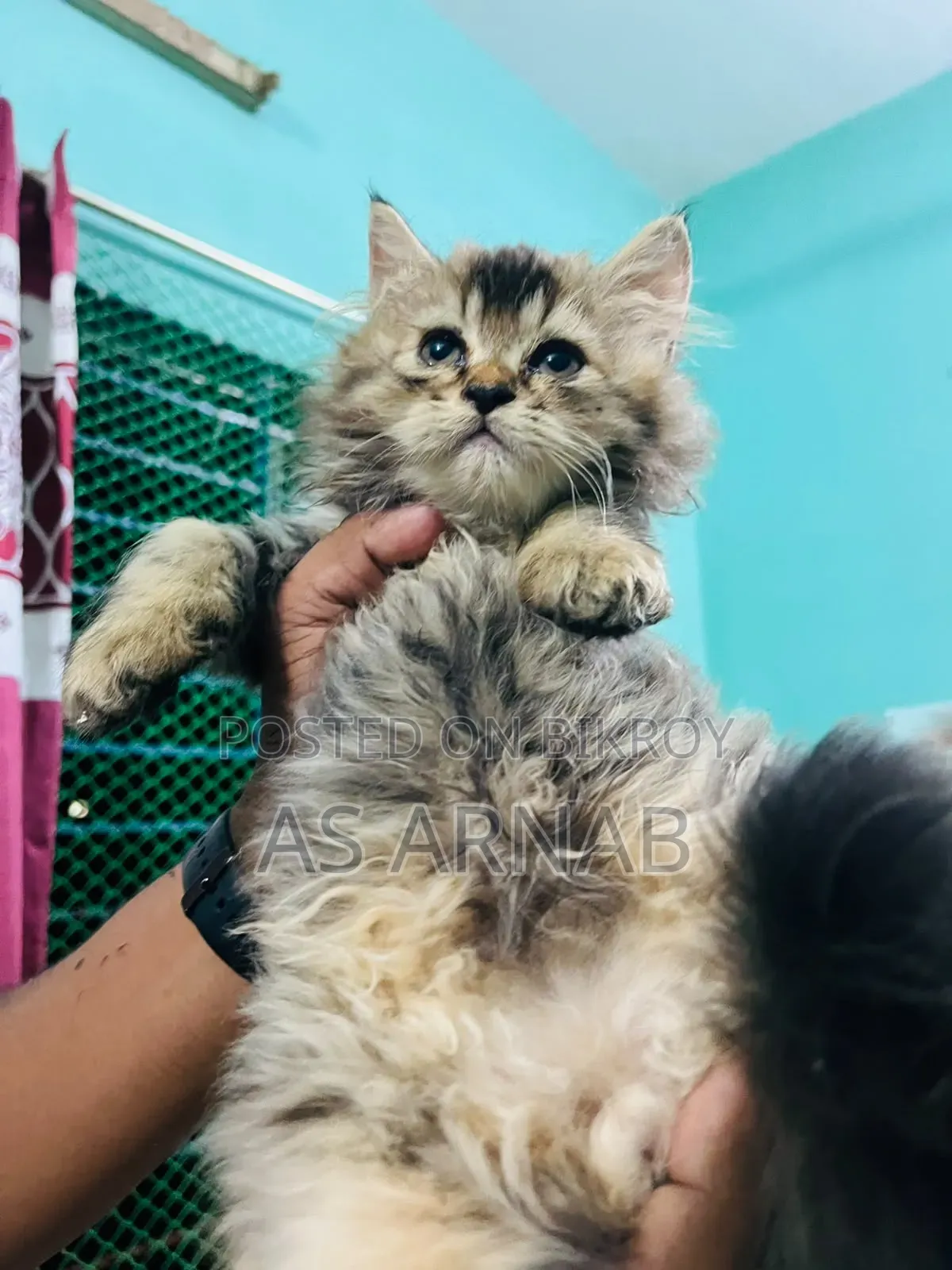 1-3 months Female Purebred Persian