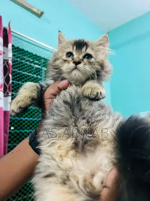 1-3 months Female Purebred Persian