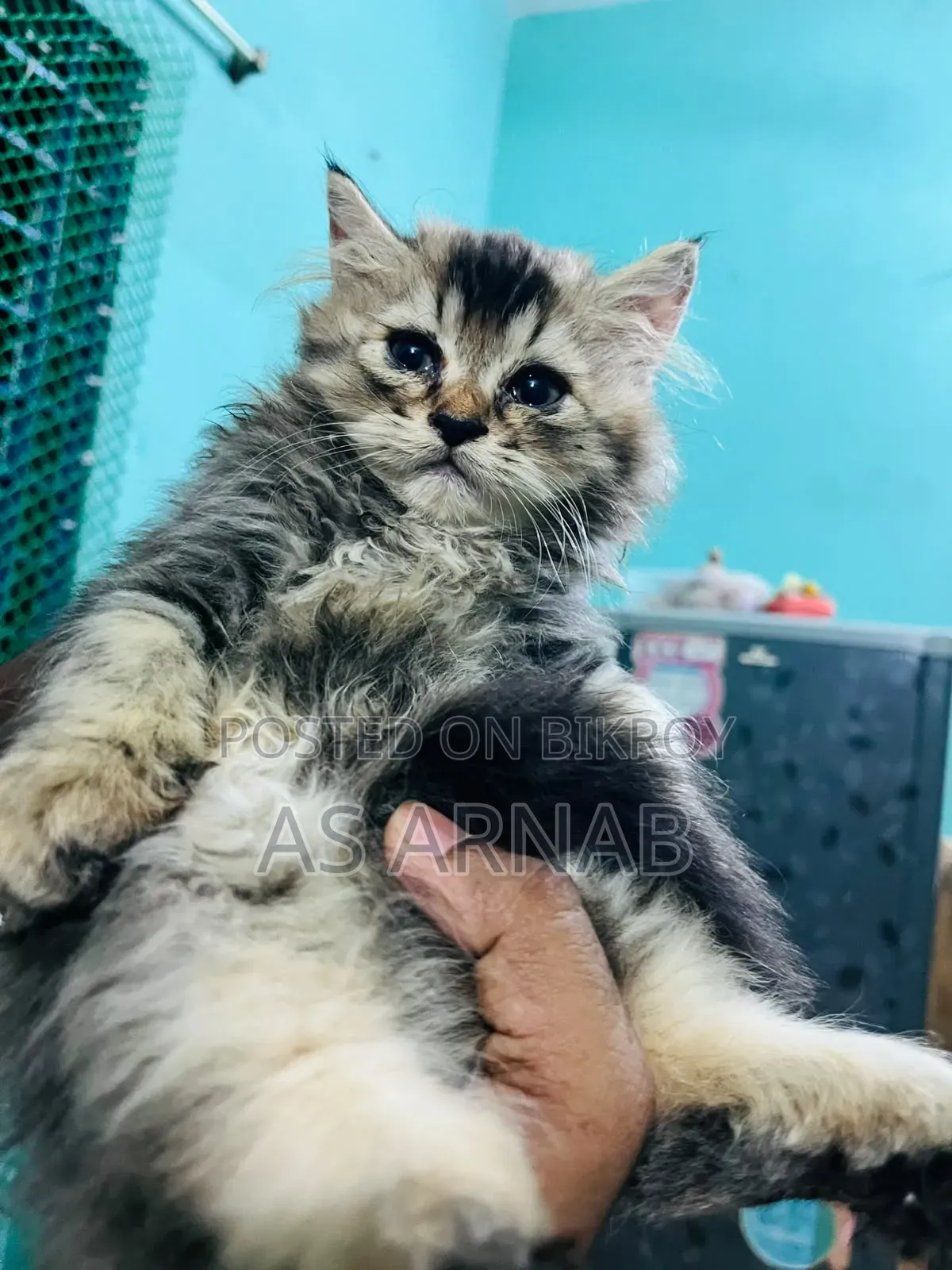 1-3 months Male Purebred Persian