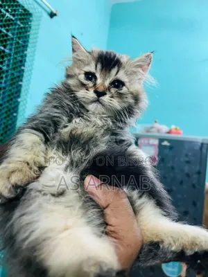 1-3 months Male Purebred Persian