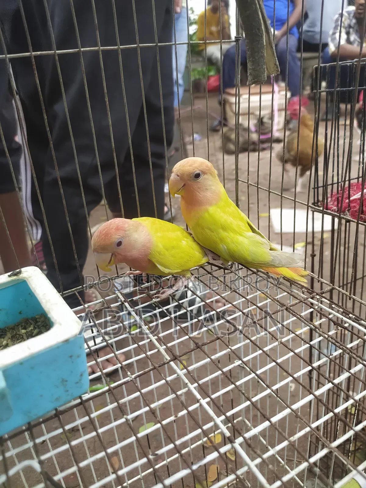 ২টি টেম অফলাইন লাভ বার্ড