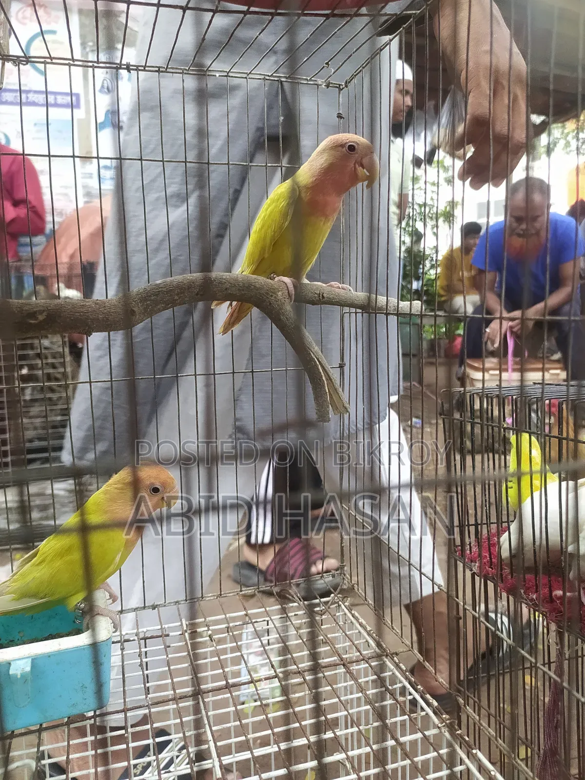 ২টি টেম অফলাইন লাভ বার্ড