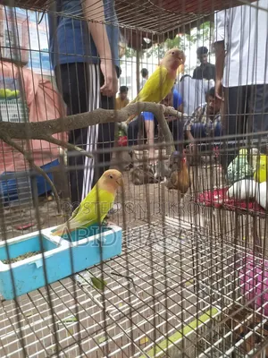 ২টি টেম অফলাইন লাভ বার্ড