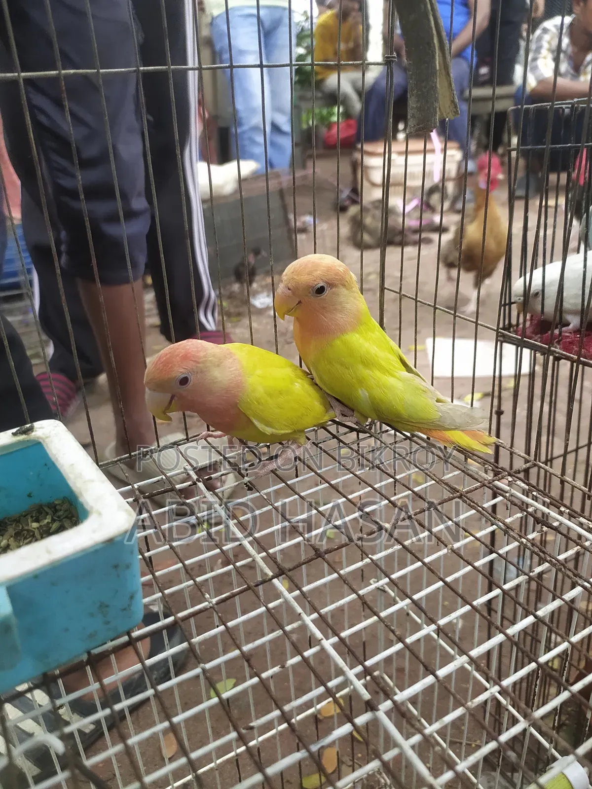 ২টি টেম অফলাইন লাভ বার্ড