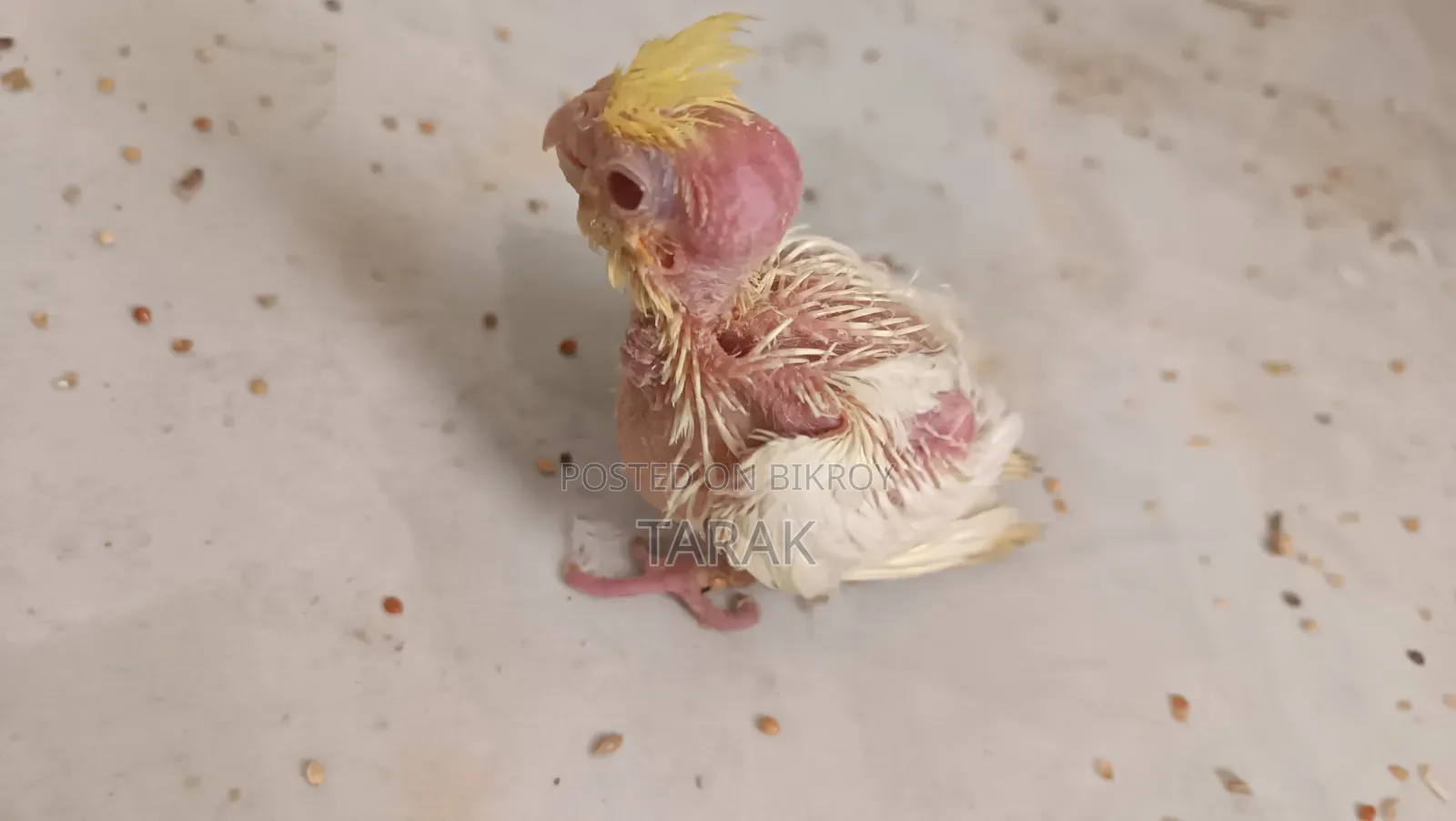 Lutino Cockatiel Hand Feeding Baby Red Eye