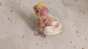 Lutino Cockatiel Hand Feeding Baby Red Eye
