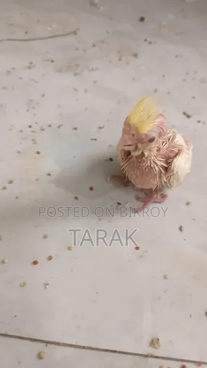 Lutino Cockatiel Hand Feeding Baby Red Eye