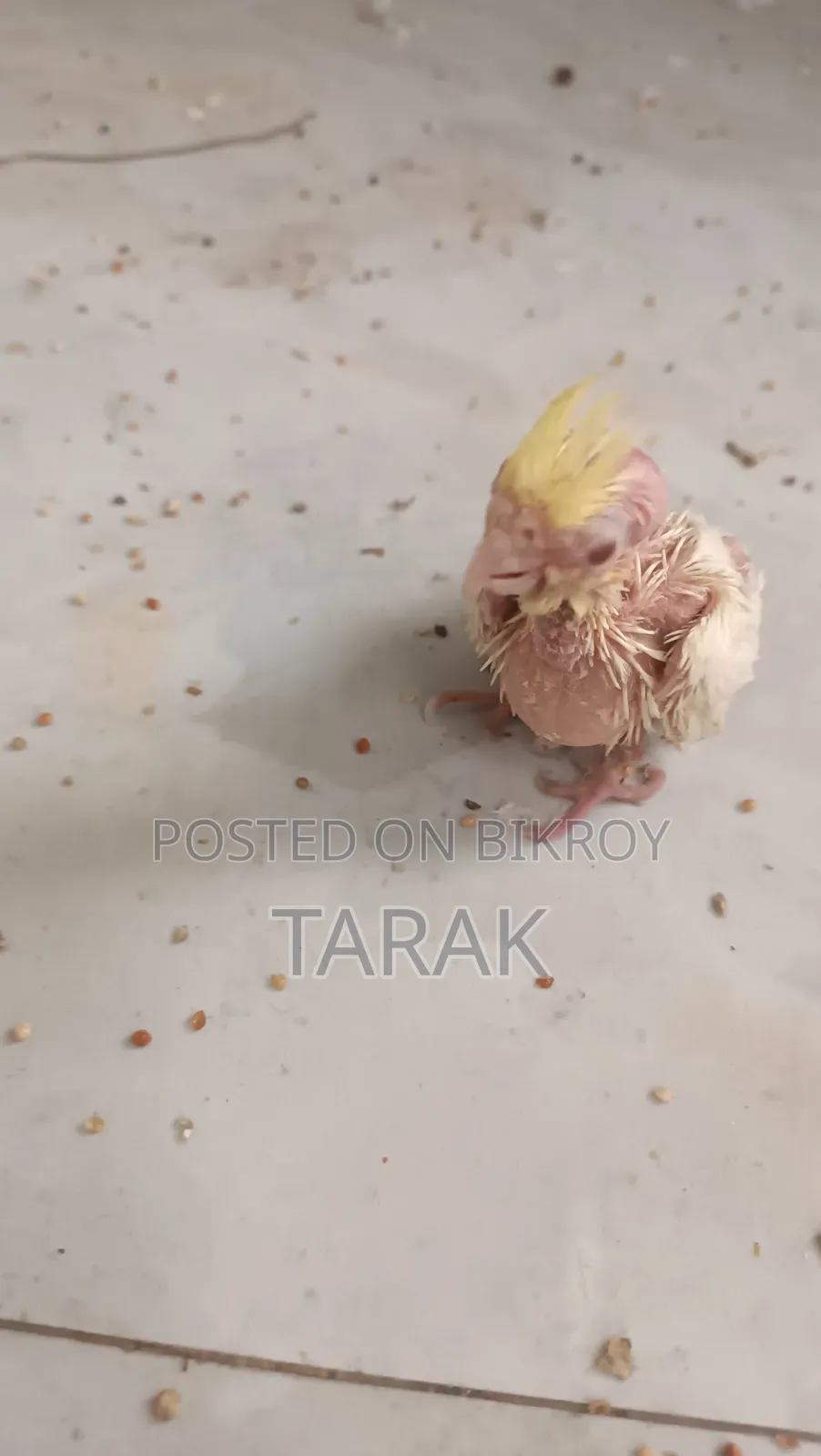 Lutino Cockatiel Hand Feeding Baby Red Eye