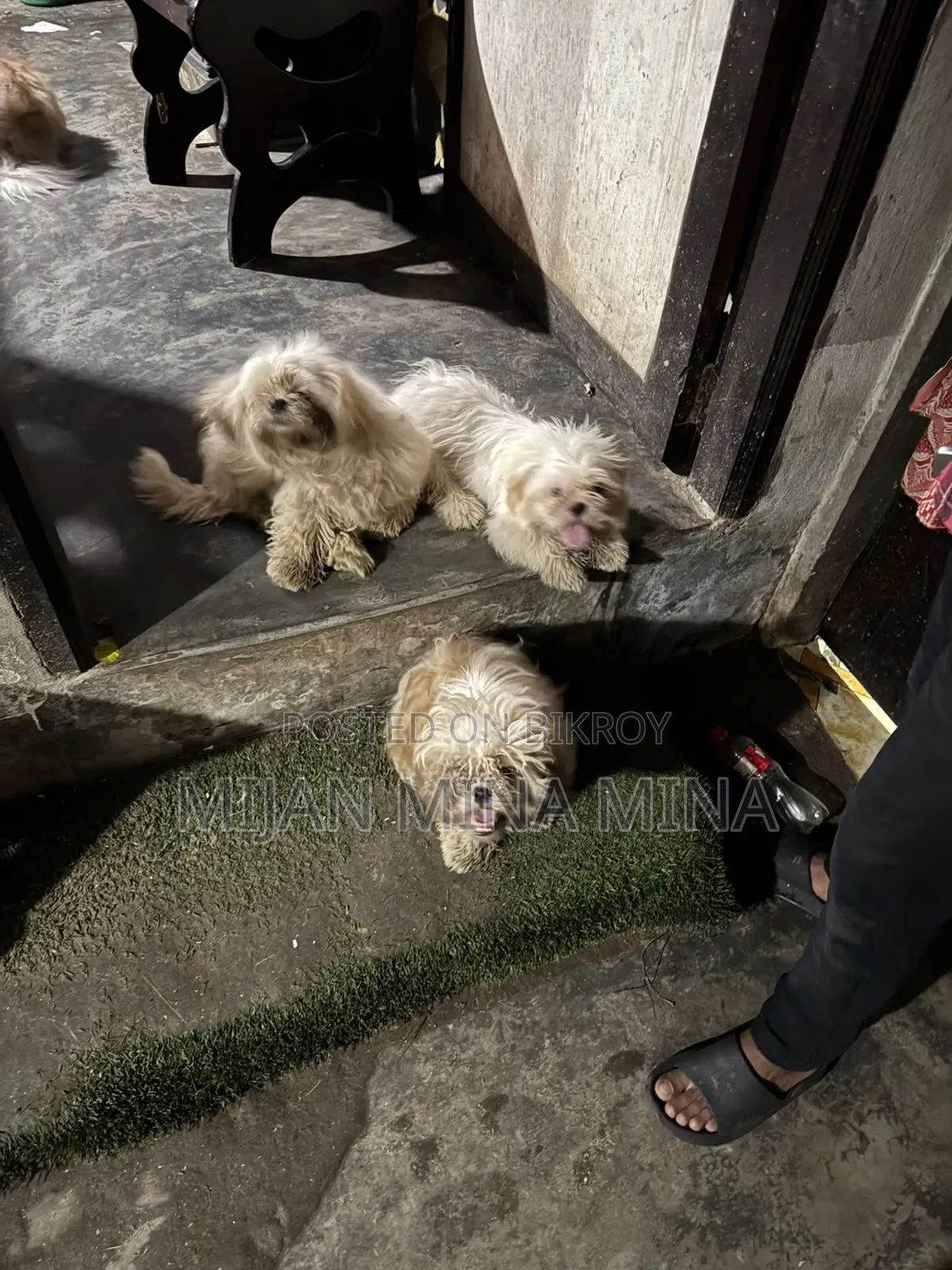 3-6 months Male Purebred Shih Tzu