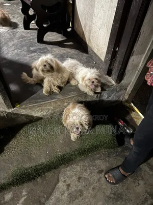3-6 months Male Purebred Shih Tzu