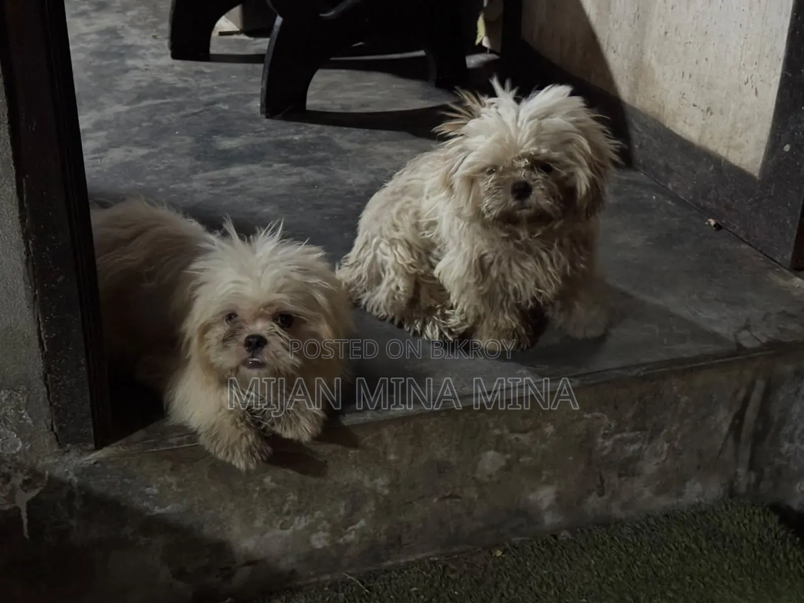 3-6 months Male Purebred Shih Tzu