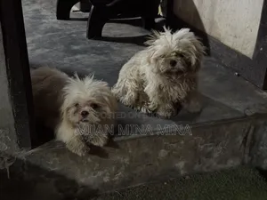 3-6 months Male Purebred Shih Tzu