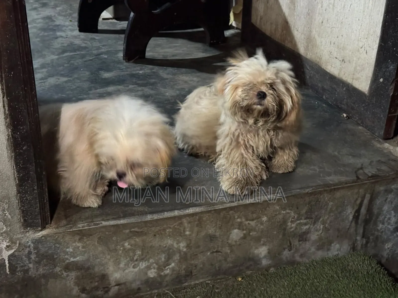 3-6 months Male Purebred Shih Tzu