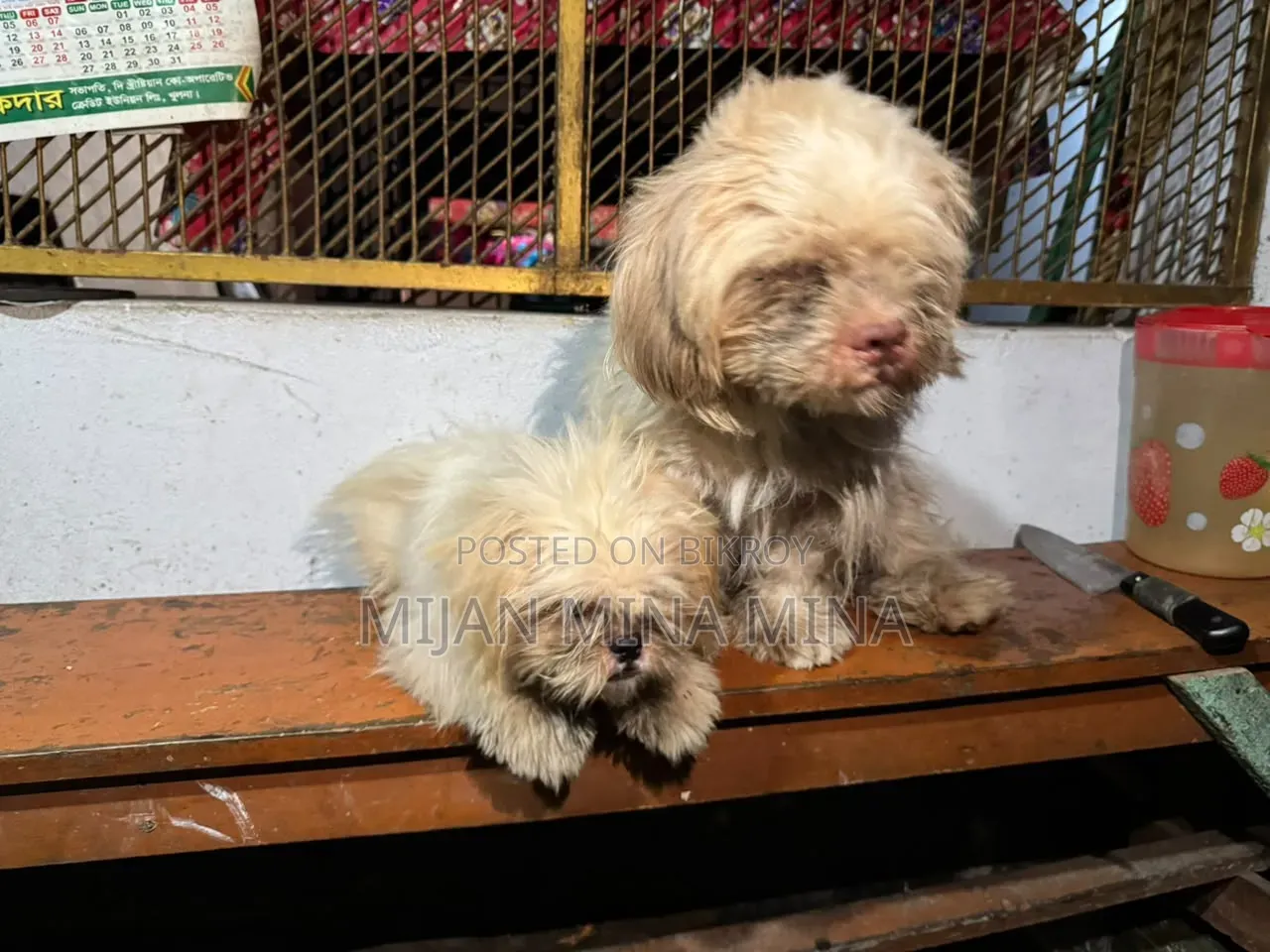 3-6 months Male Purebred Shih Tzu