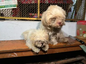 3-6 months Male Purebred Shih Tzu