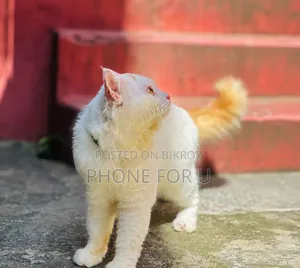 6-12 months Male Purebred Persian